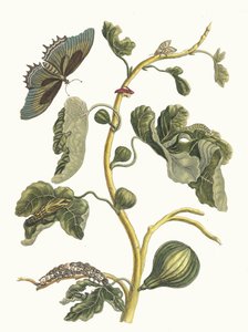 Weiße Guave. Aus dem Buch Metamorphosis insectorum Surinamensium, 1705 von Maria Sibylla Merian