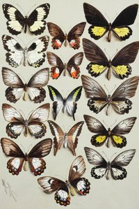 Fünfzehn Schwalbenschwanz-Schmetterlinge (Familie Papilionidae) in drei Spalten