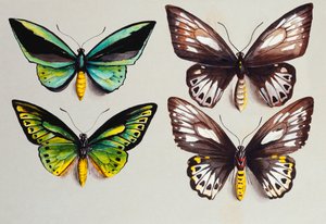 Vier Vogelflügel-Schmetterlinge