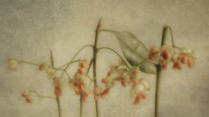 Zarte botanische Stängel