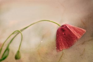 Zarte Mohnblüte