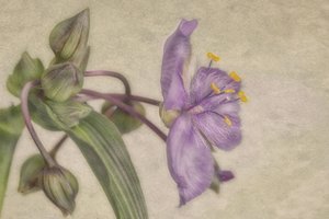 Zarte violette Blüte von Marie-anne Stas