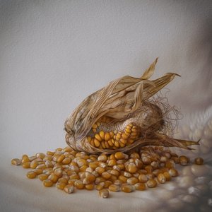 Goldene Kornernte