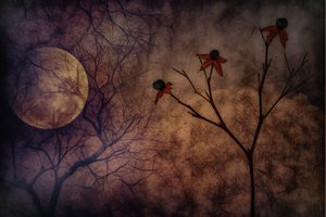 Geheimnisvolle mondbeschienene Blumen von Marie-anne Stas