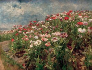 Blühender Mohn, Motiv aus St. Georgen bei Melk