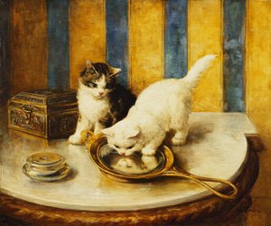 Katzenreflexionen von Marie Yvonne Laur