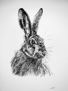 Neugierige Hasenzeichnung