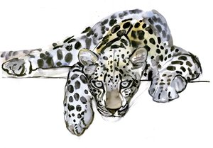 Arabischer Leopard, 2008