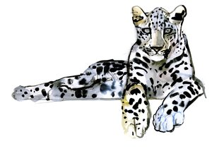 Arabischer Leopard, 2008