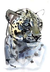 Arabischer Leopard, 2008