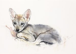Gekräuselter Arabischer Wolfswelpe, 2009 von Mark Adlington