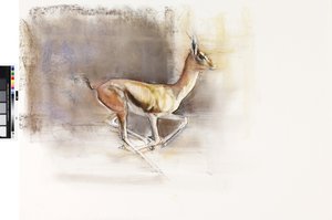Wüstenwind (Arabische Gazelle), 2010 von Mark Adlington