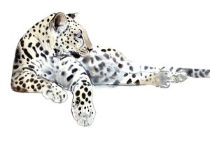 Lang (Arabischer Leopard), 2015
