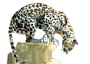 Wirbelsäule (Arabischer Leopard), 2015