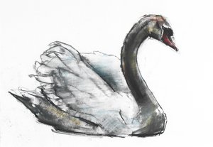 Schwan von Mark Adlington