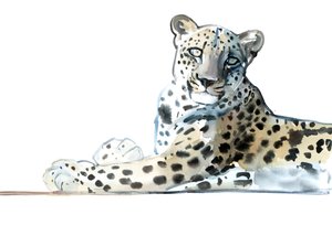 Neigung (Arabischer Leopard), 2015