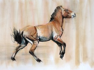 Junger Hengst (Przewalski), 2014