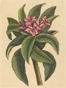 Roter Frangipani