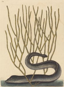 Die Schwarze Muräne (Muraenae helenae varietas) von Mark Catesby
