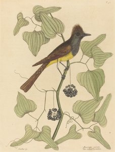 Der Haubenfliegenschnäpper Muscicapa cristata, veröffentlicht 1754