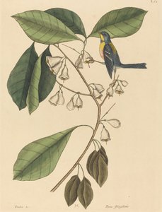 Der Meisenkletterer Parus americanus, veröffentlicht 1731-1743