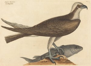 Der Fischadler Falco haliaetus, veröffentlicht 1754