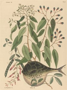 Der Kugelfisch (Tetrodon lagocephalus) von Mark Catesby