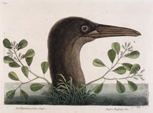 Der große Tölpel von Mark Catesby