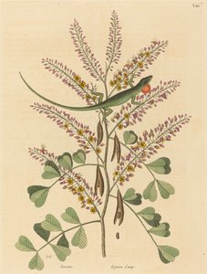 Die grüne Eidechse von Jamaika (Lacerta bullaris) von Mark Catesby