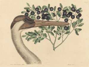 Der Schreitkranich Ardea Americana, veröffentlicht 1731-1743