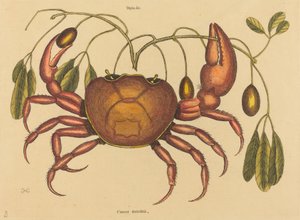 Die Landkrabbe (Cancer ruricola)