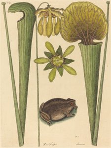 Der Landfrosch Rana von Mark Catesby