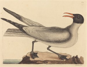 Die Lachmöwe (Larus articilla)