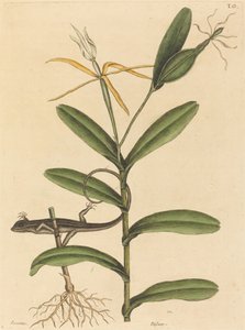 Die Lyon-Eidechse (Lacerta 6-lineata) von Mark Catesby