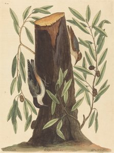 Der Kleiber Sitta Europaea, veröffentlicht 1754