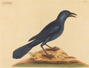 Der Purpur-Jackdaw Gracula Quiscula, veröffentlicht 1731-1743 von Mark Catesby