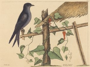 Die Purpurschwalbe von Mark Catesby