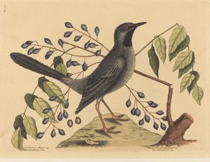 Die Rotbeinige Drossel (Turdus plumbeus)