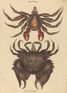 Der rotgefleckte Felsenkrabbe