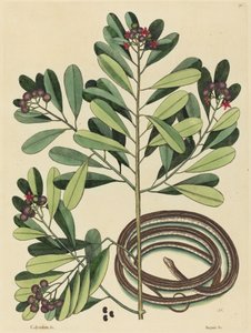 Das Bandnatter (Coluber saurita) von Mark Catesby
