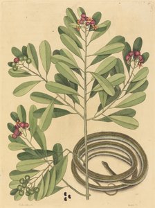Die Bänderschlange Coluber saurita, veröffentlicht 1731-1743 von Mark Catesby