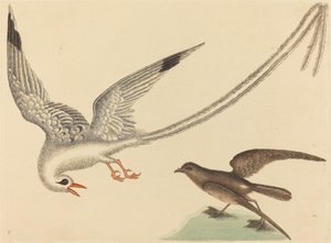 Der Reisvogel Emberiza oryzivora, veröffentlicht 1731-1743 von Mark Catesby