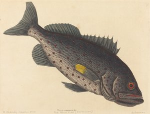 Der Felsenfisch Perca venenosa, veröffentlicht 1754