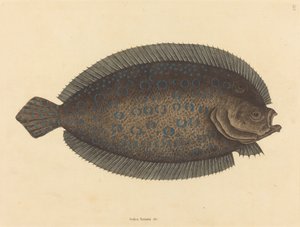 Die Seezunge von Mark Catesby