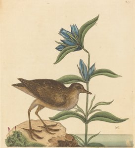 Die Soree Rallus Virginianus, veröffentlicht 1731-1743 von Mark Catesby