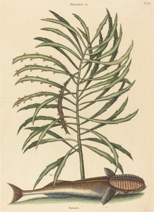 Der Saugnapf (Echeneis naucratis) von Mark Catesby