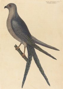 Der Schwalbenschwanzfalke Falco furcatus, veröffentlicht 1754