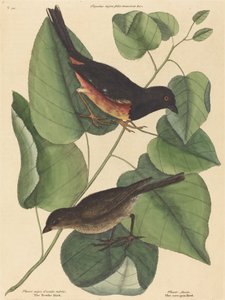 Der Towhe-Vogel von Mark Catesby