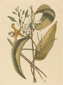 Die Vanille (Epidendrum Vanilla) von Mark Catesby