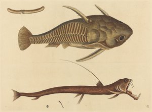 Der Vipernmaul-Silurus cataphractus, veröffentlicht 1731-1743